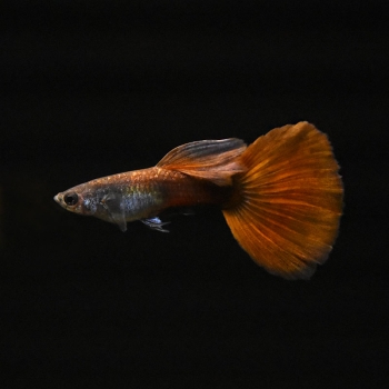 Guppy Männchen Red Bronze, Poecilia reticulata